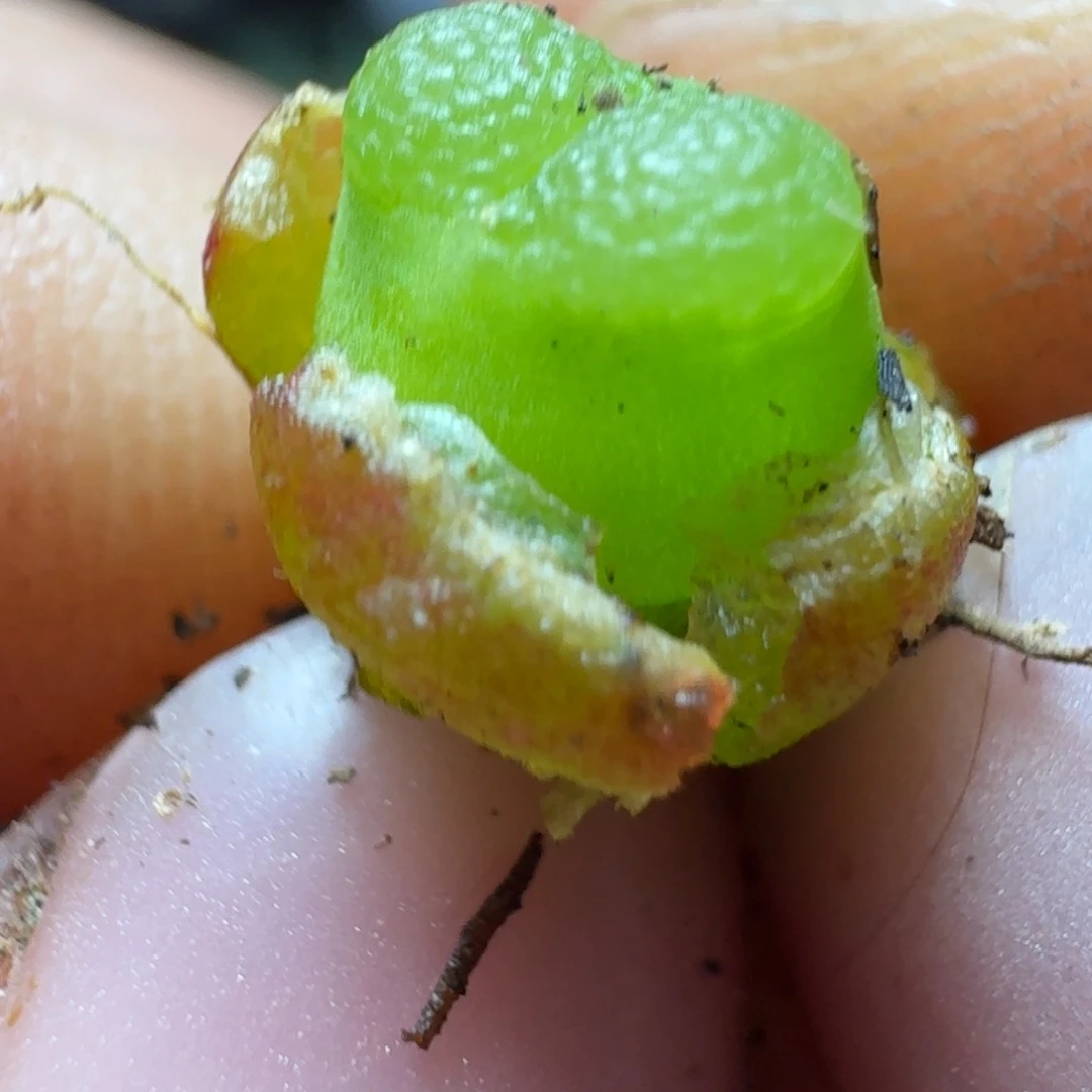 748一颗00000800000