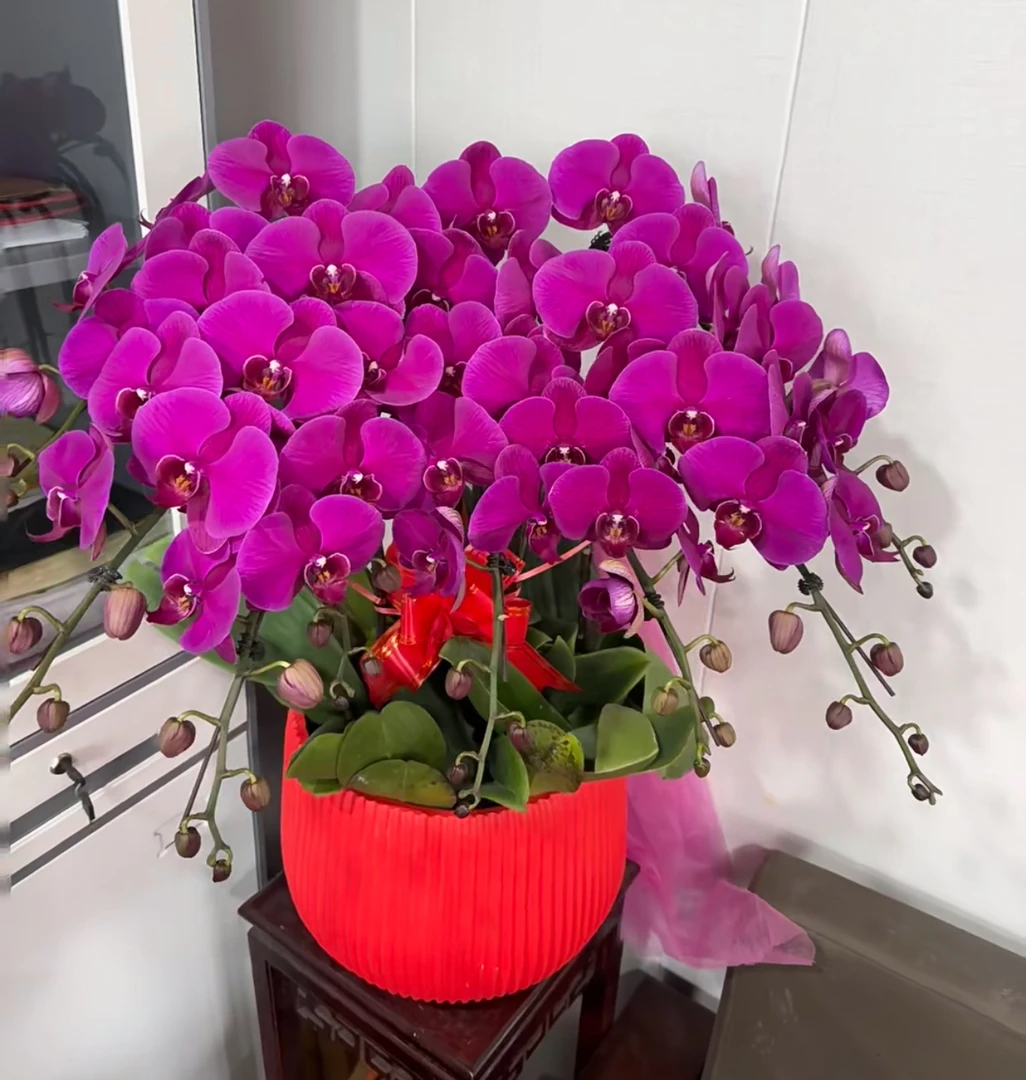 （大辣椒）超特级 保110个花苞 送礼专用