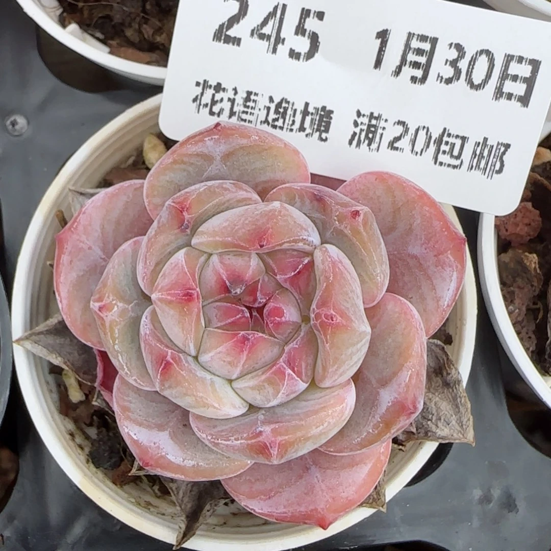 花语逸镜0130-245