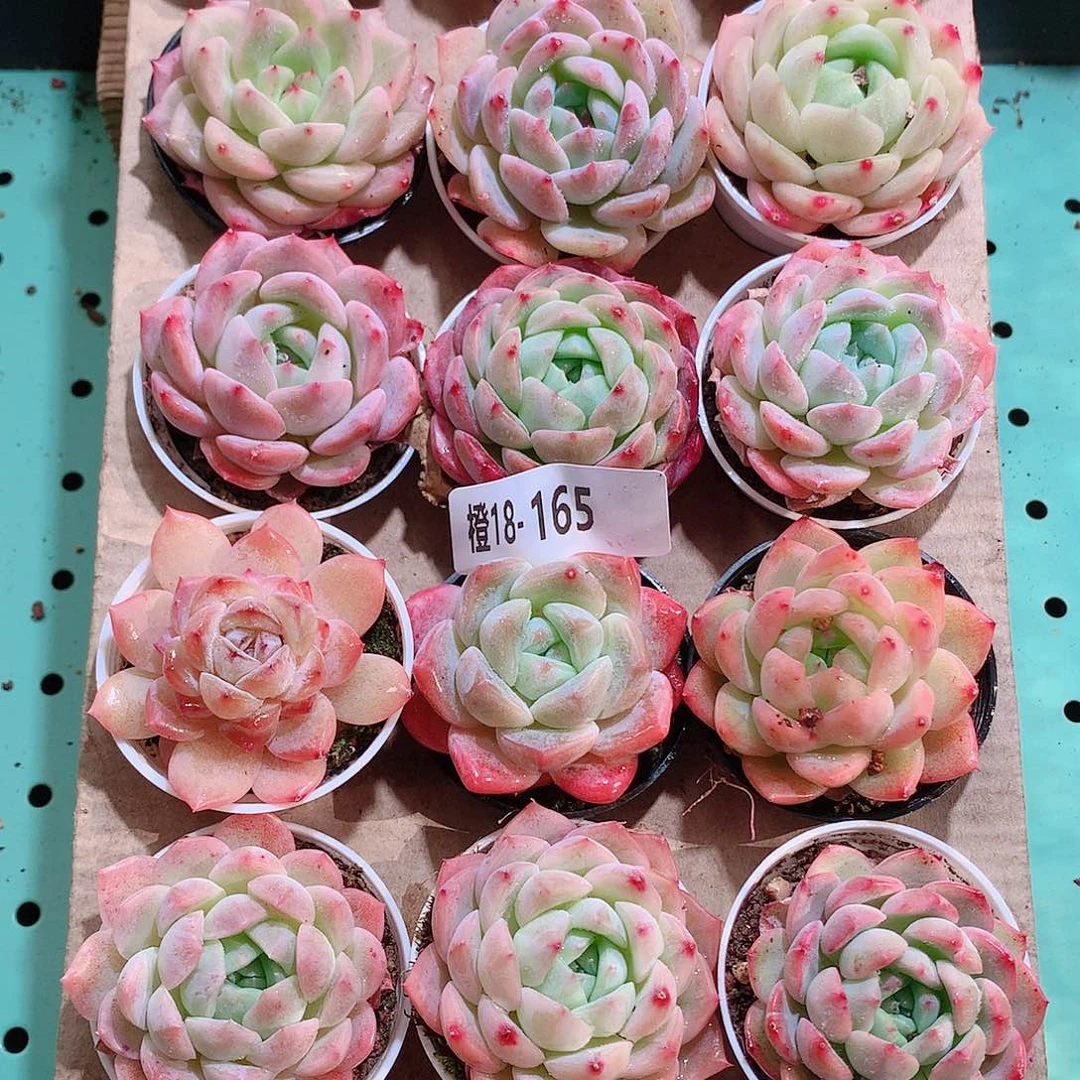 18-165一物一拍带盆18颗