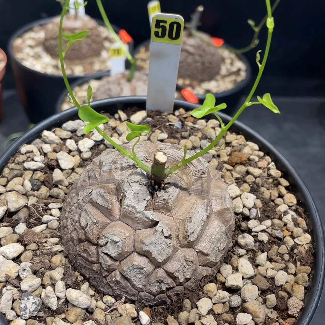 50号龟甲龙不退不换