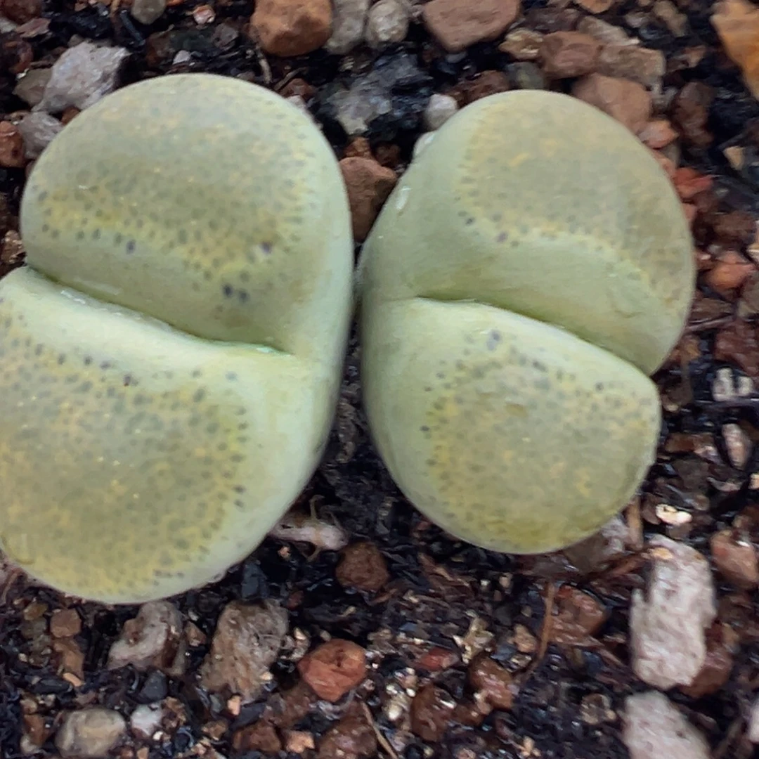 绿体碧琉璃多肉植物