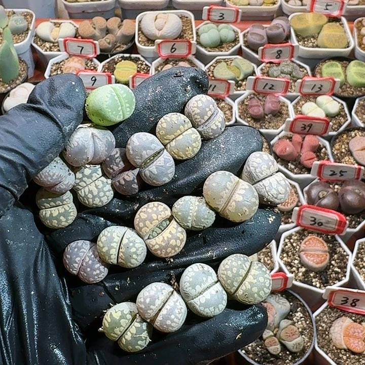 生石花1144。 70号