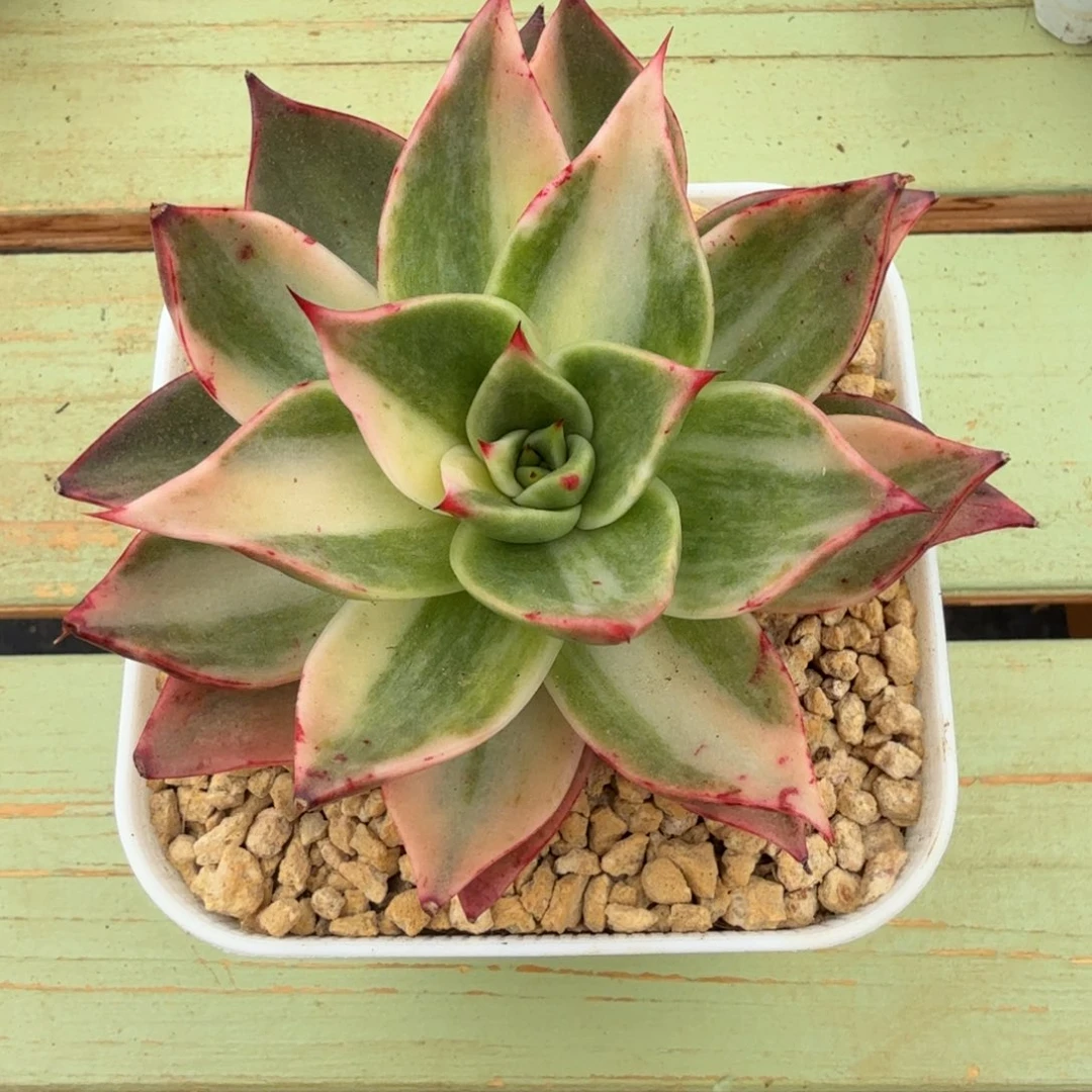 特斯拉锦锦上园艺一物一拍