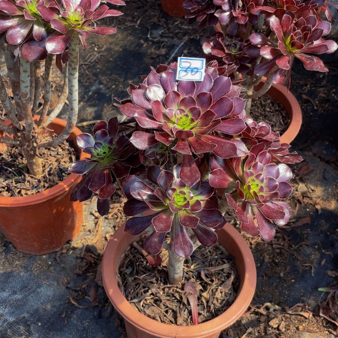 30鲜花老桩黑法师老桩