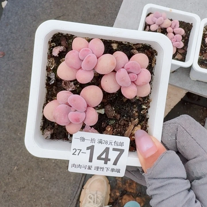 桃蛋无盆土无盆土发货无盆