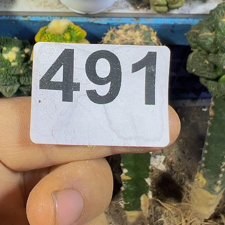 专拍491仙人球开花