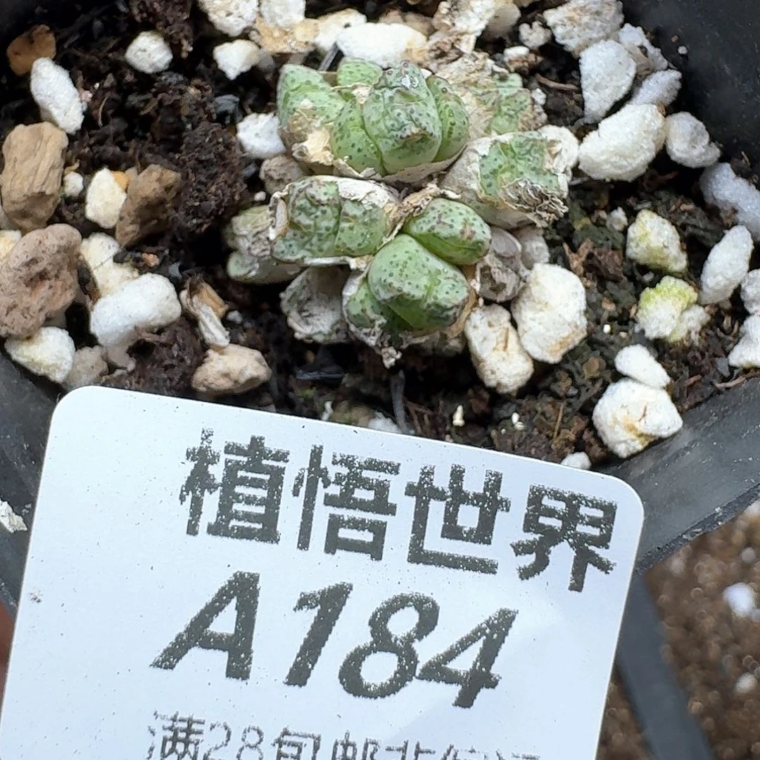 多肉植物的日子去d