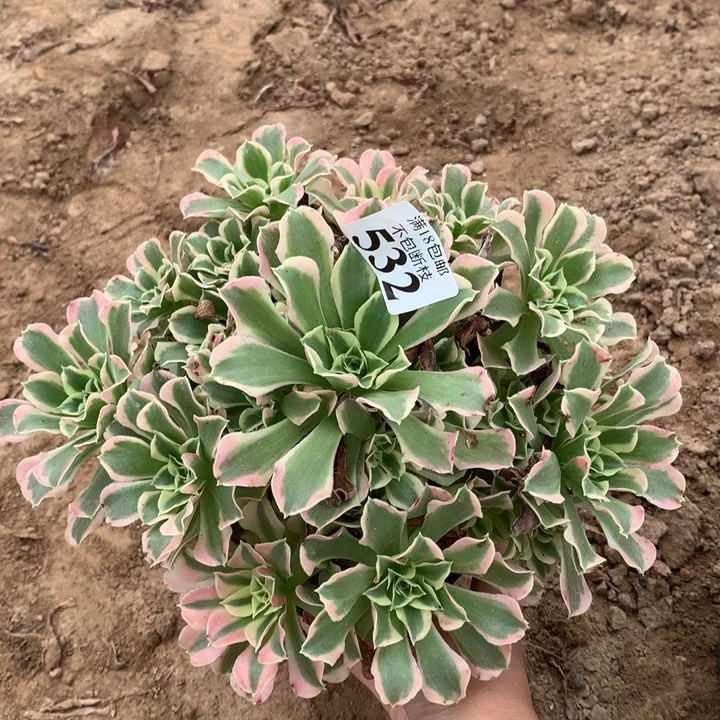 532白凤手捧4号棚