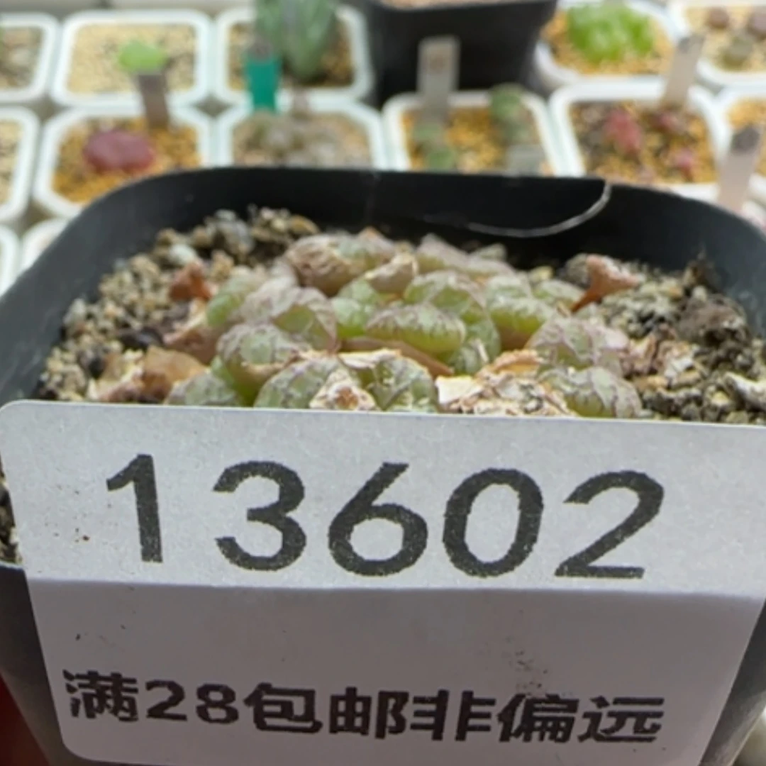 【闪购商品】斌****^13602