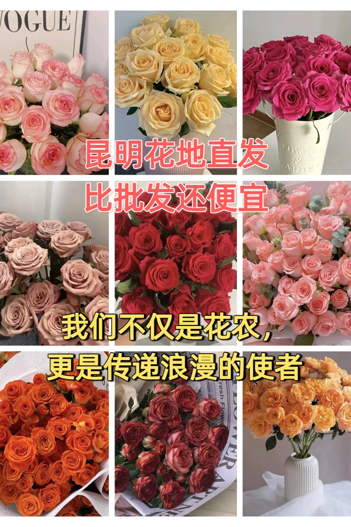【小王子玫瑰园】盲盒玫瑰---两单空运包邮