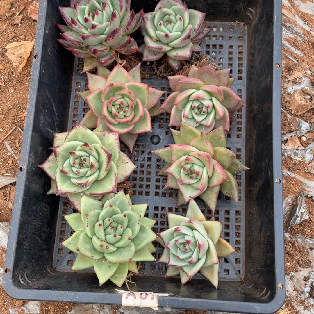 无花朵若如东云单拍D452