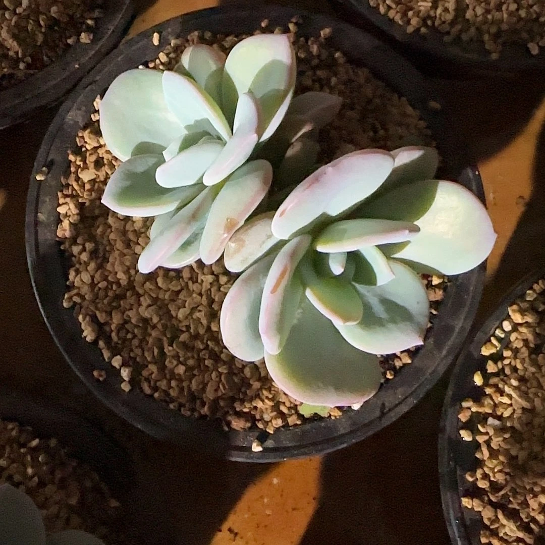 奶茶多肉植物超级好养