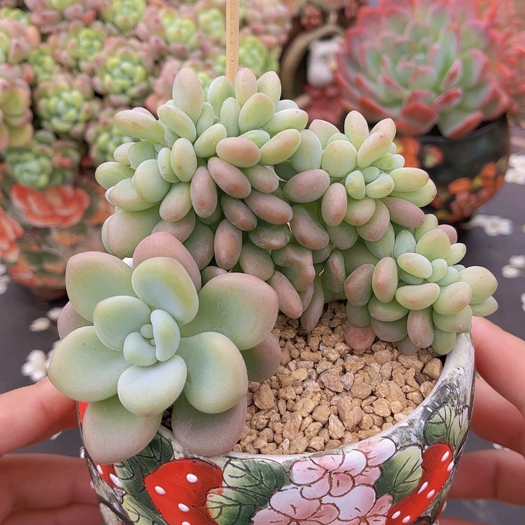 韩版洛神小树缀多肉