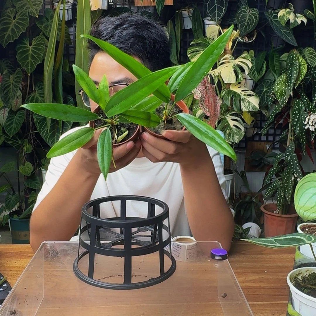 无花朵一物一拍贝克利领带下播福利随机发