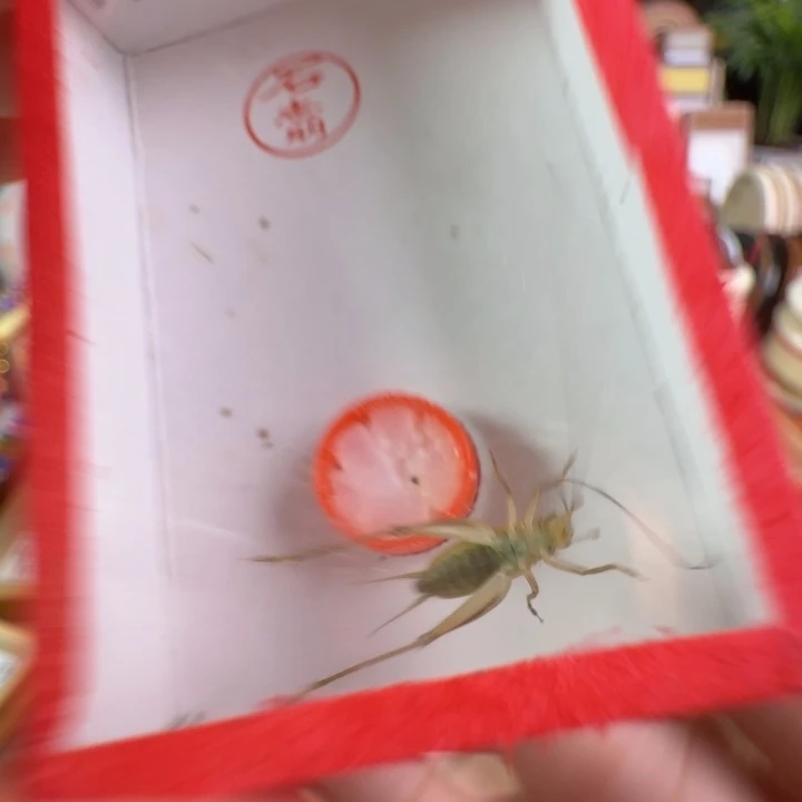 漂亮大黄龄一只合适