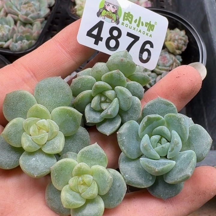 多肉植物多肉植物