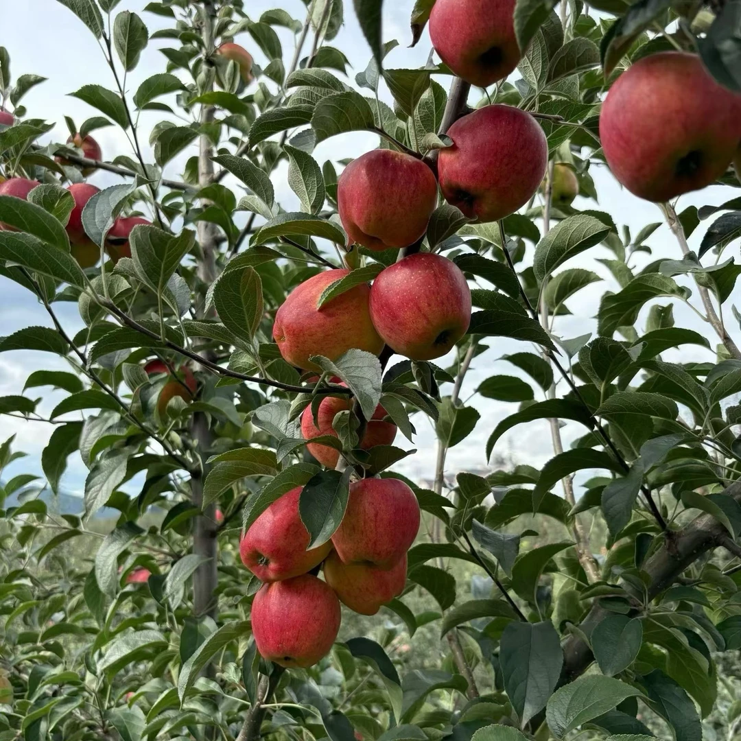 昭通红露苹果脆甜冰糖心应季新鲜现摘水果产地包邮