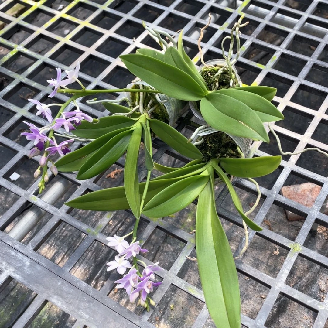 全部花苞【蓝星】少根，叶瑕特价