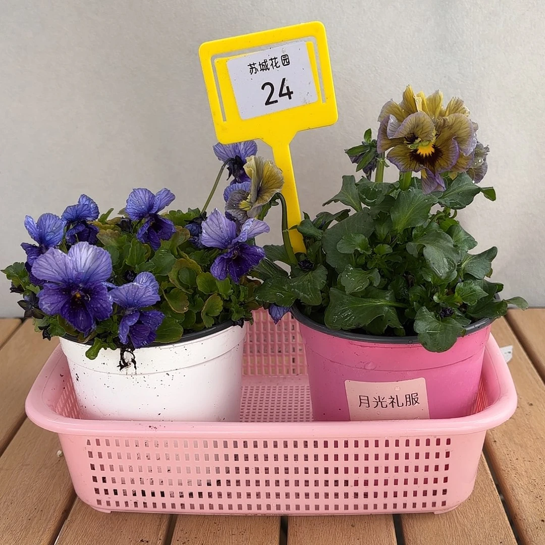 大部分开放少量花苞24