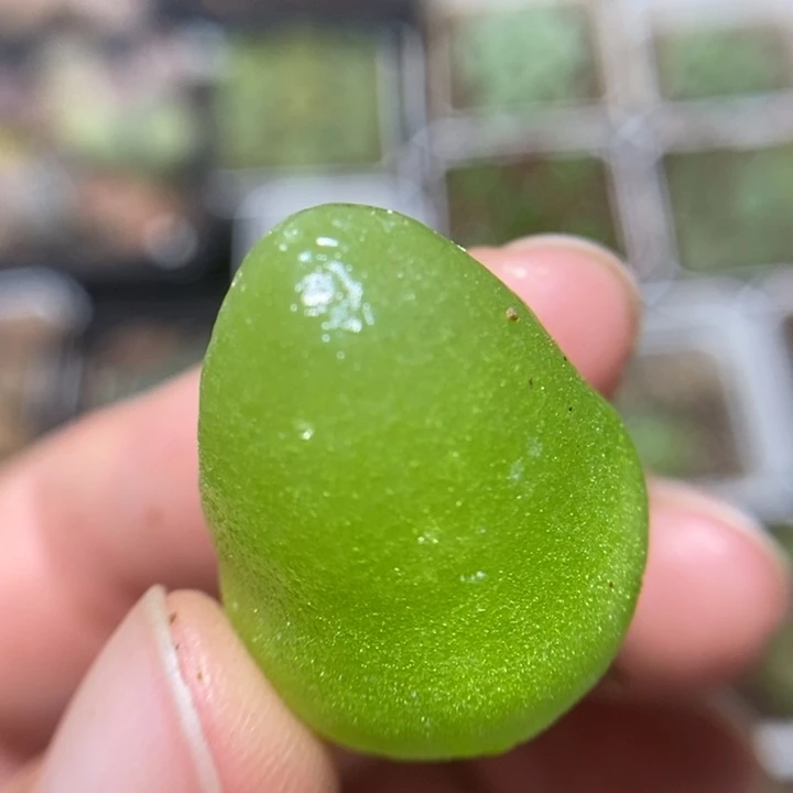 鹅蛋灯泡2.2特价秒