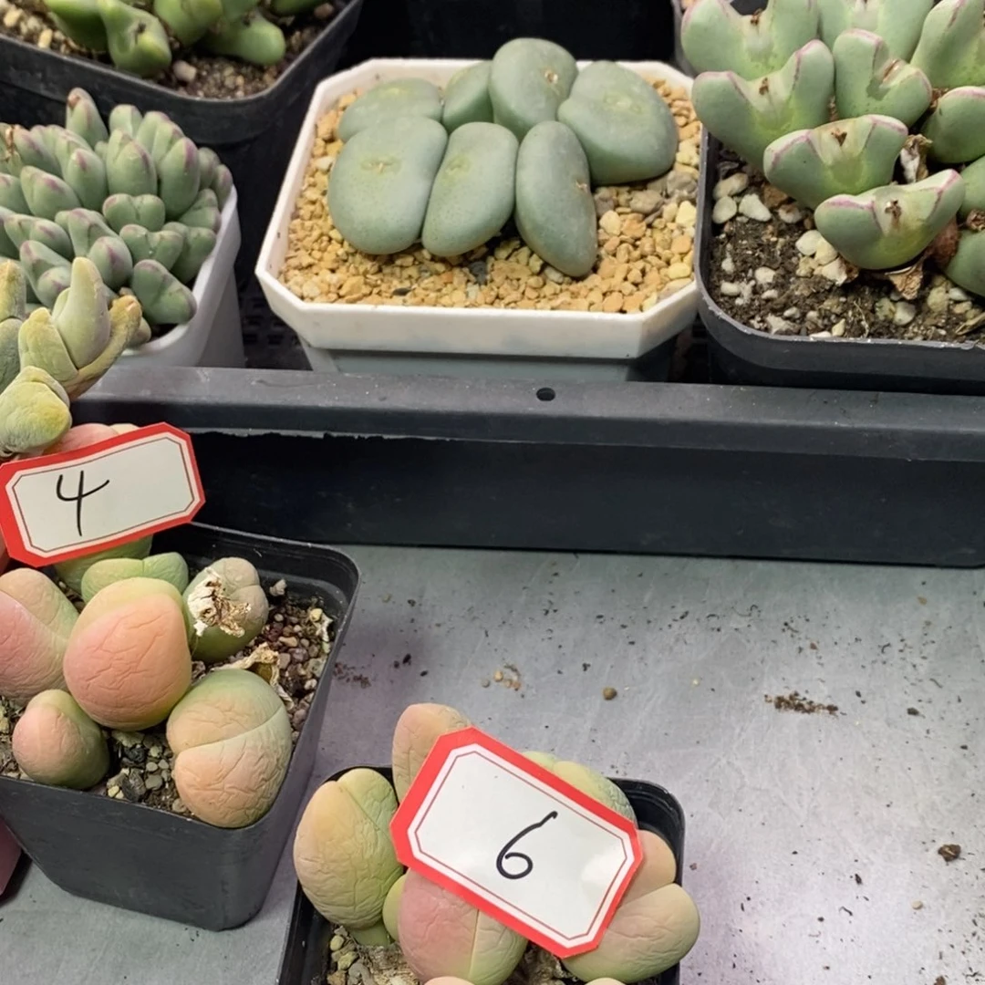 456666666686566586888889