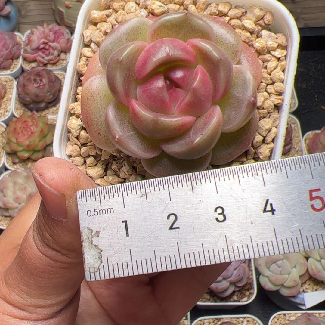 佳*玲413 多肉植物组合盆栽