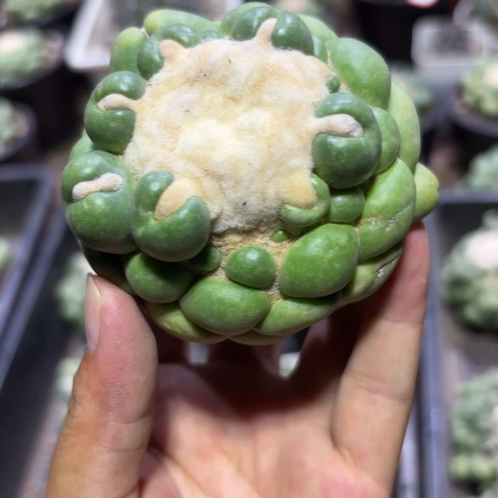 2108象牙好养皮实好活