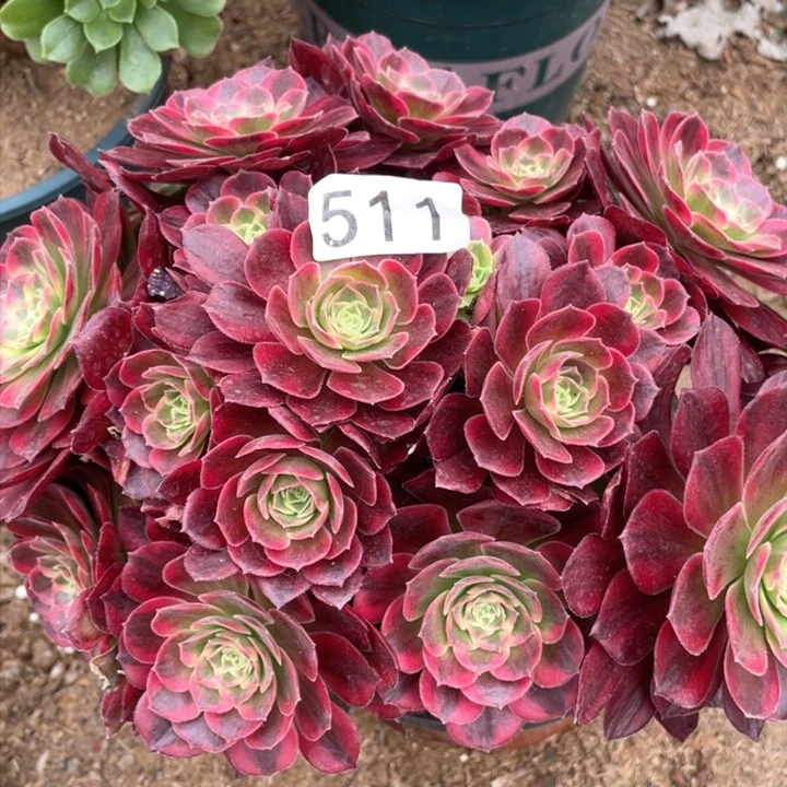 H****~511多肉植物安娜