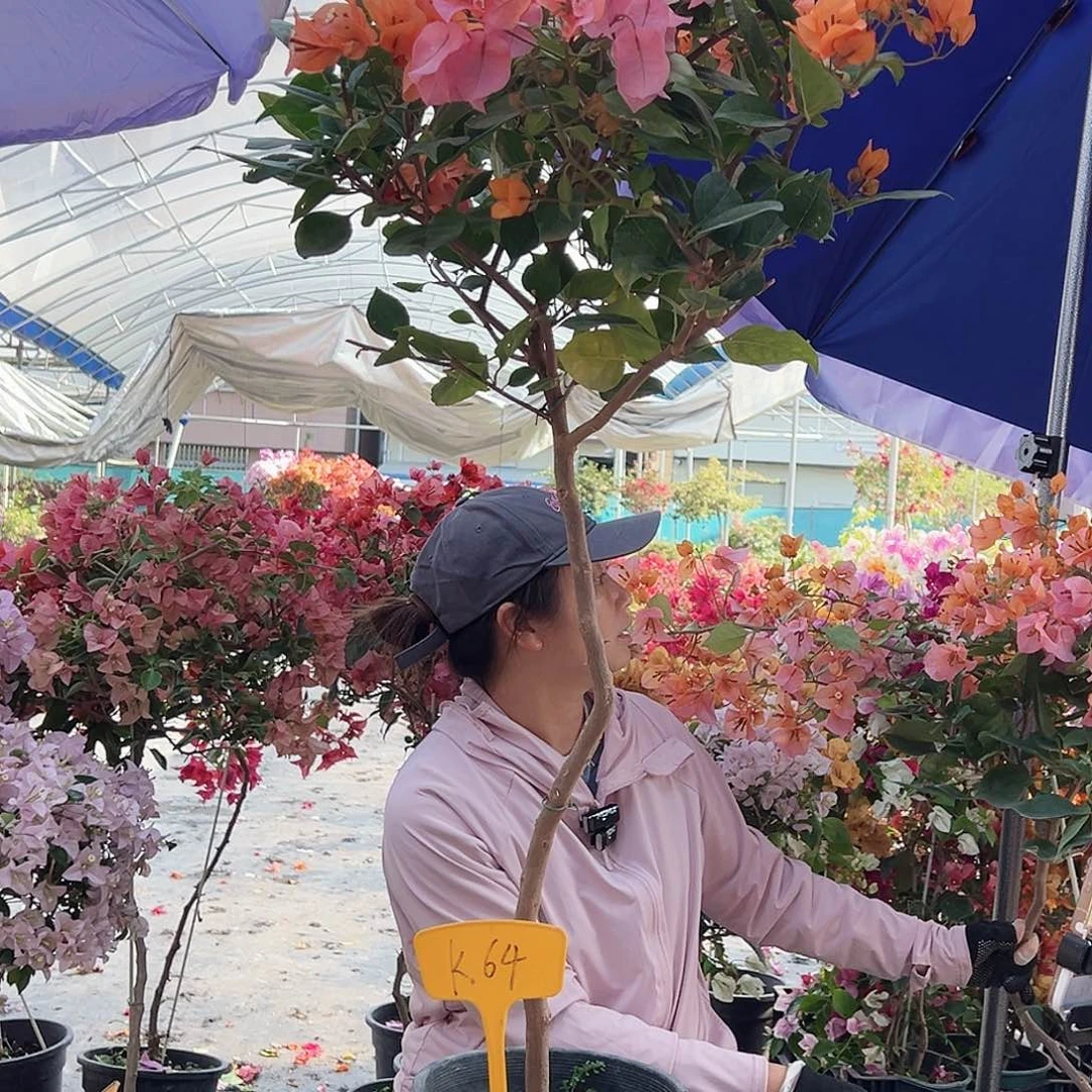 广***运大部分花苞少量开放K64变色龙