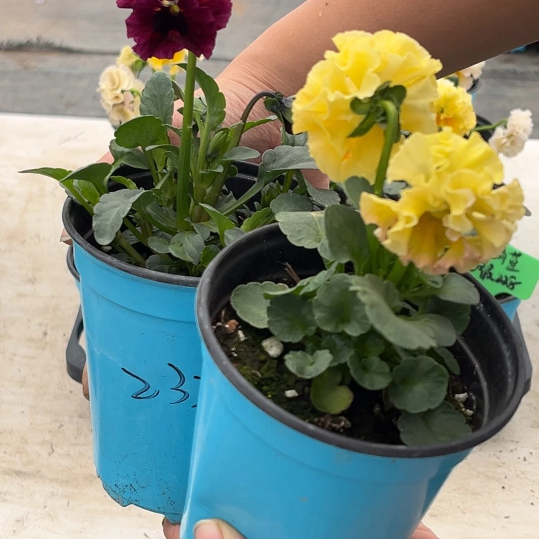 完全开放2335……角