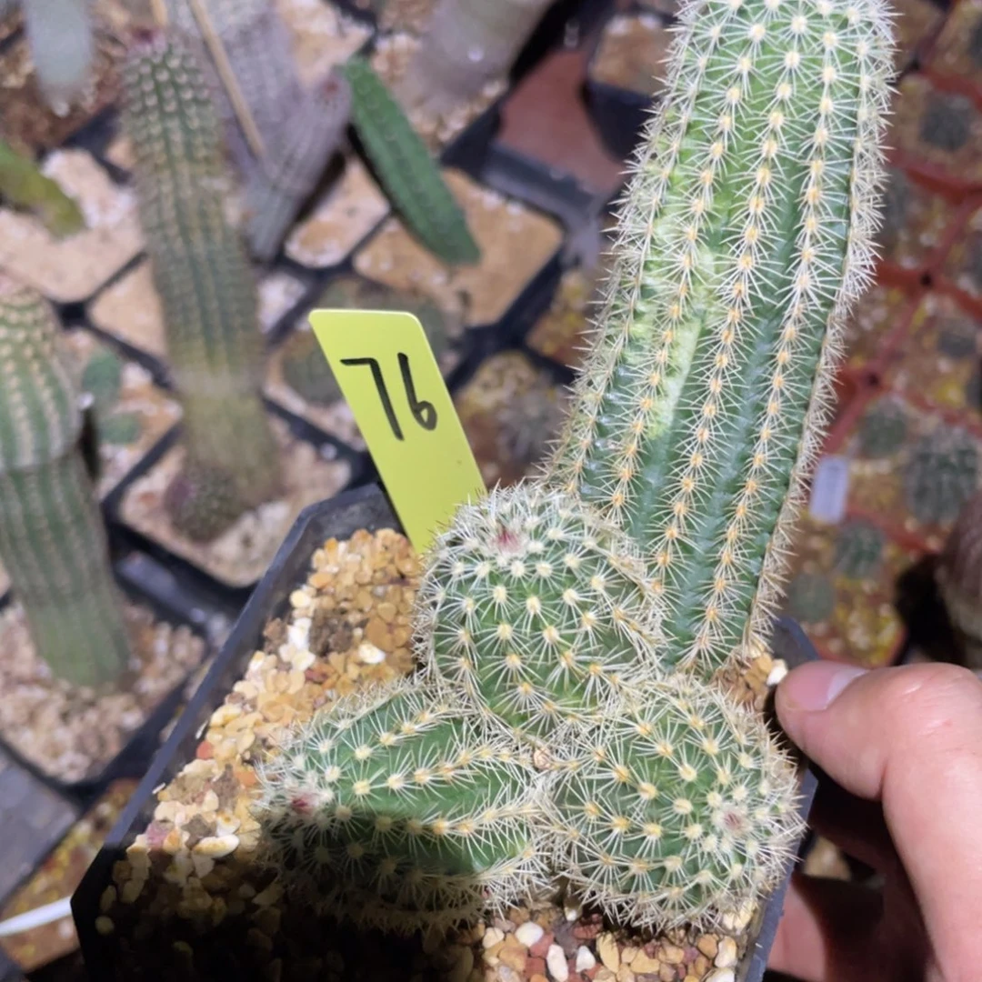 三光杂交鹿角柱属76