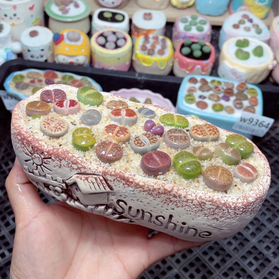 w9365 -零下地区拍保温箱 -15支持寄养