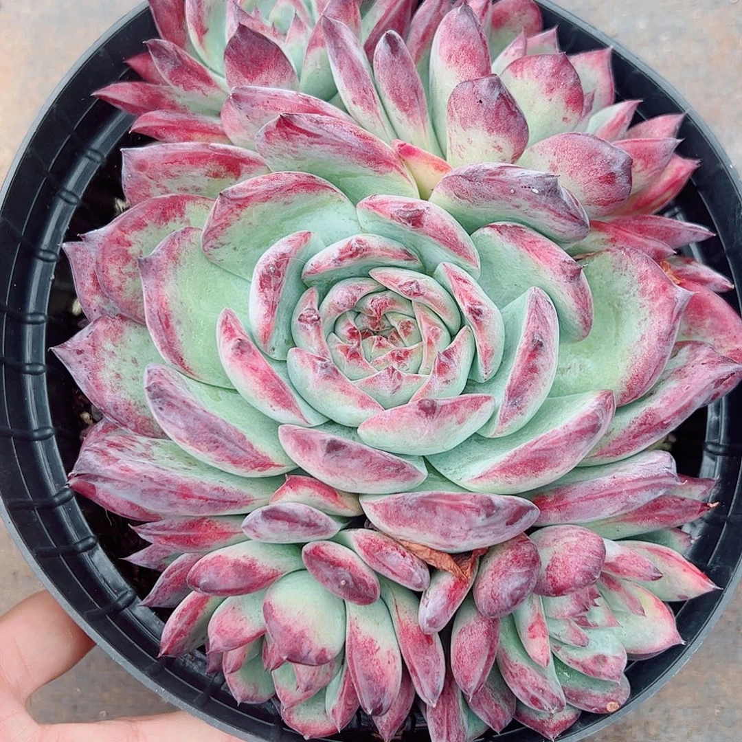 红拉糖大群，一物一拍