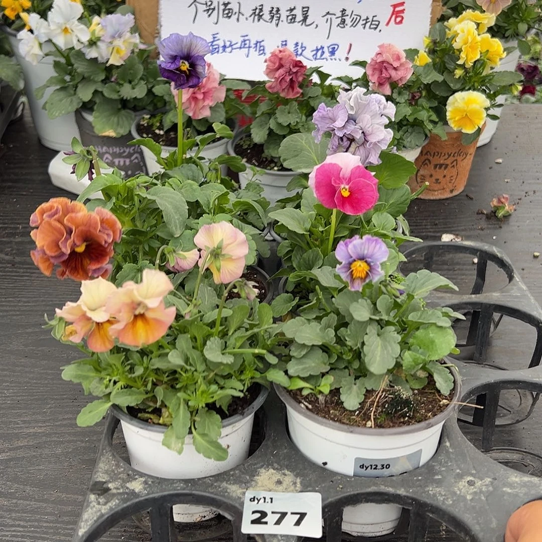 大部分花苞少量开放277号