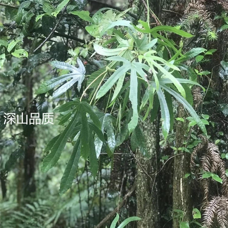 江西正宗野生五指毛桃根干煲汤味道浓郁