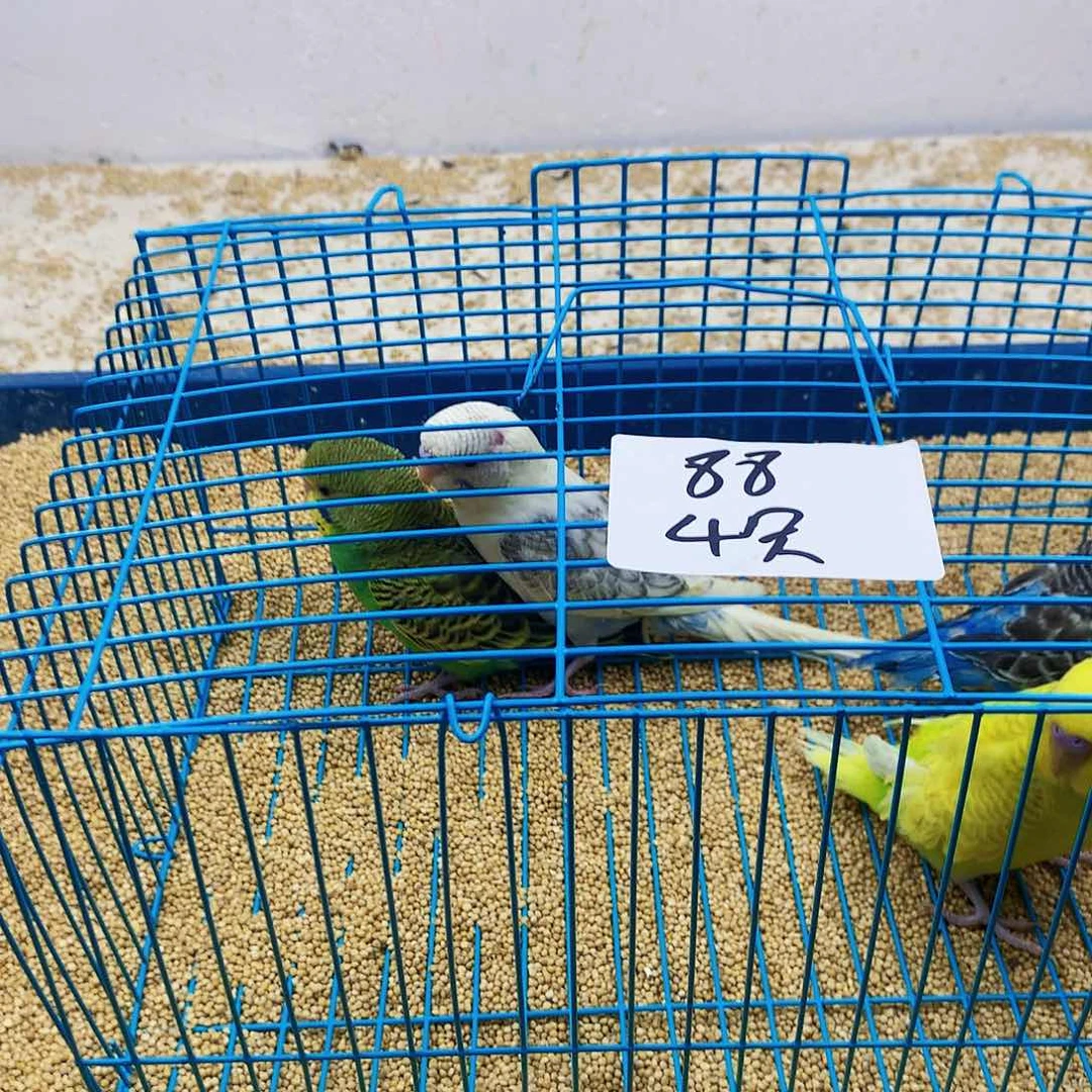 虎皮鹦鹉一****来虎皮