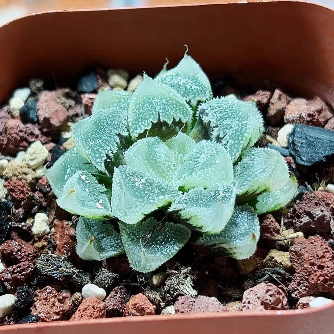 十二卷多肉全窗白帝城