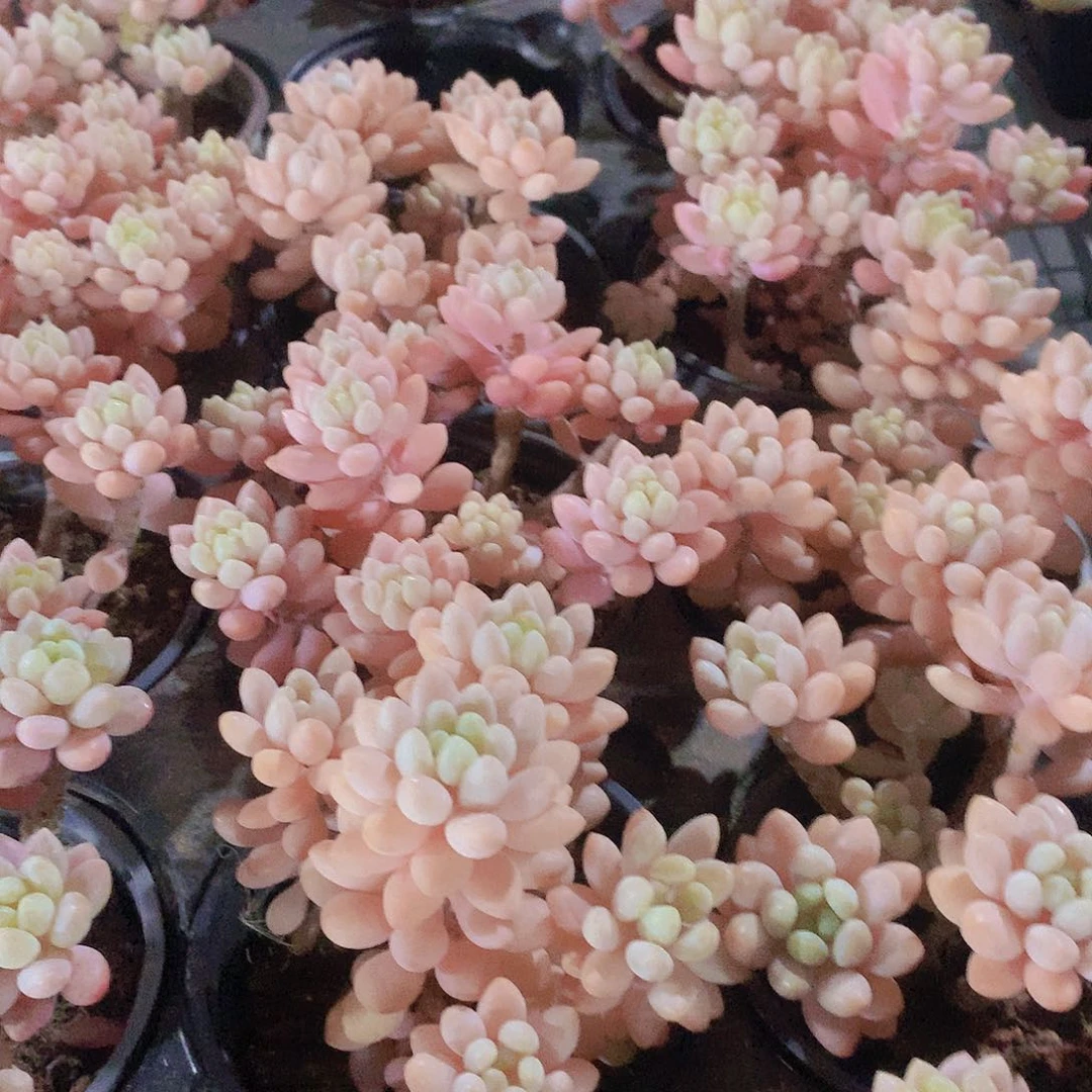 鱼子酱34567788900000