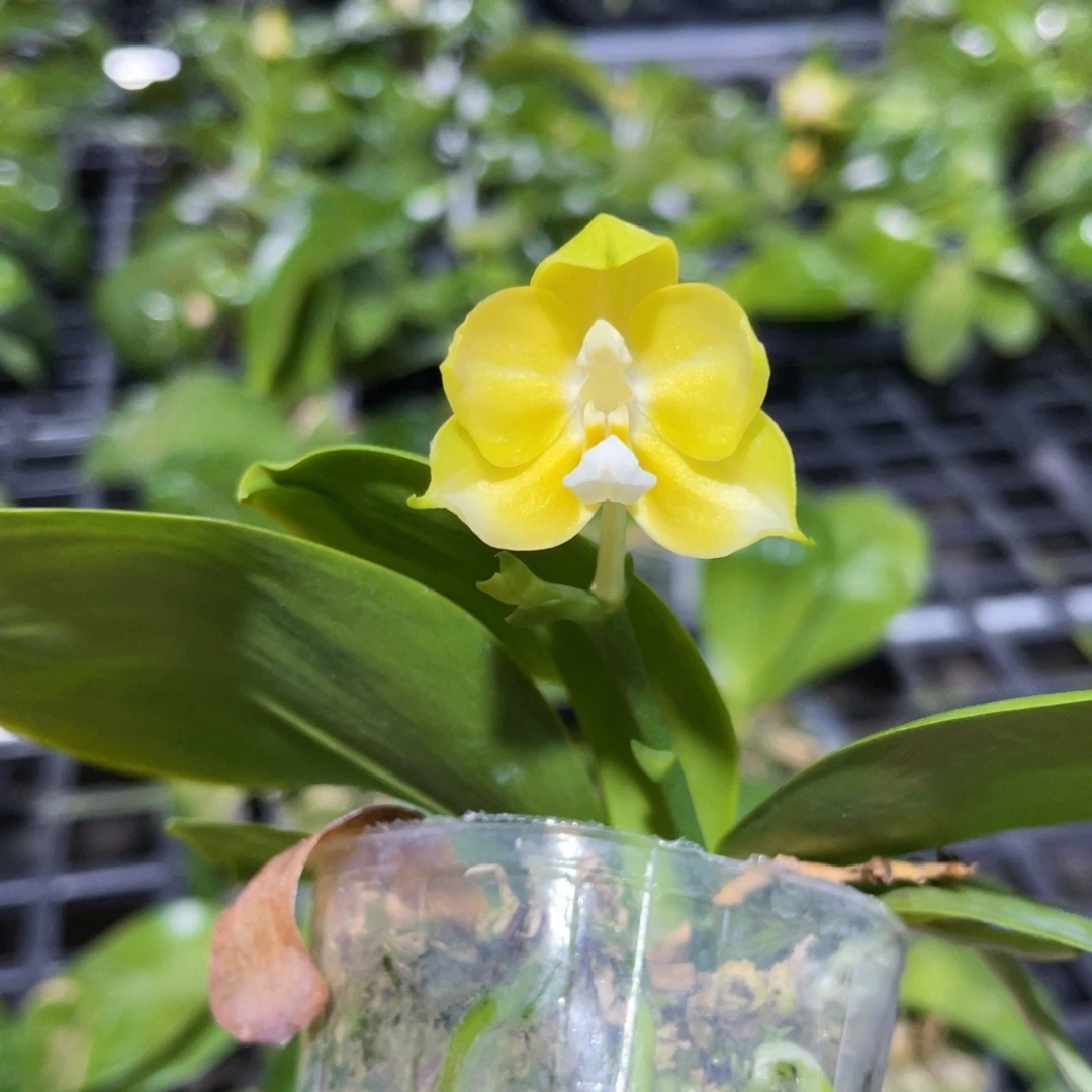 无花朵蝴蝶兰原生琵琶交皇后