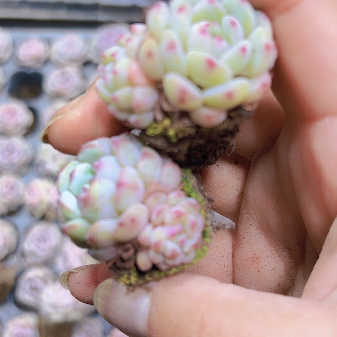 白胖子苗5个19包邮