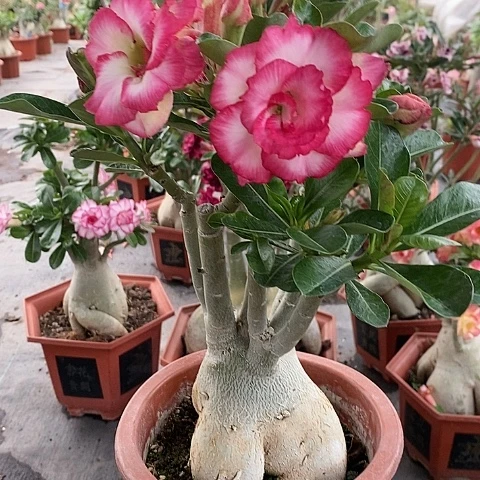 【闪购商品】无花朵啊*绿植