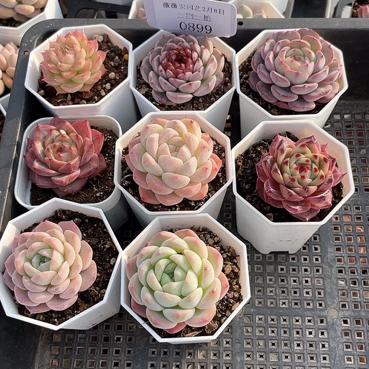 薇薇安园艺多肉0899