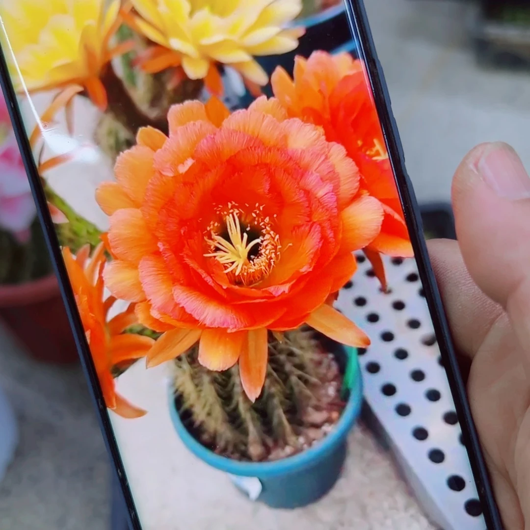 下69毛荣光歪无根侧芽4公分左右20包邮