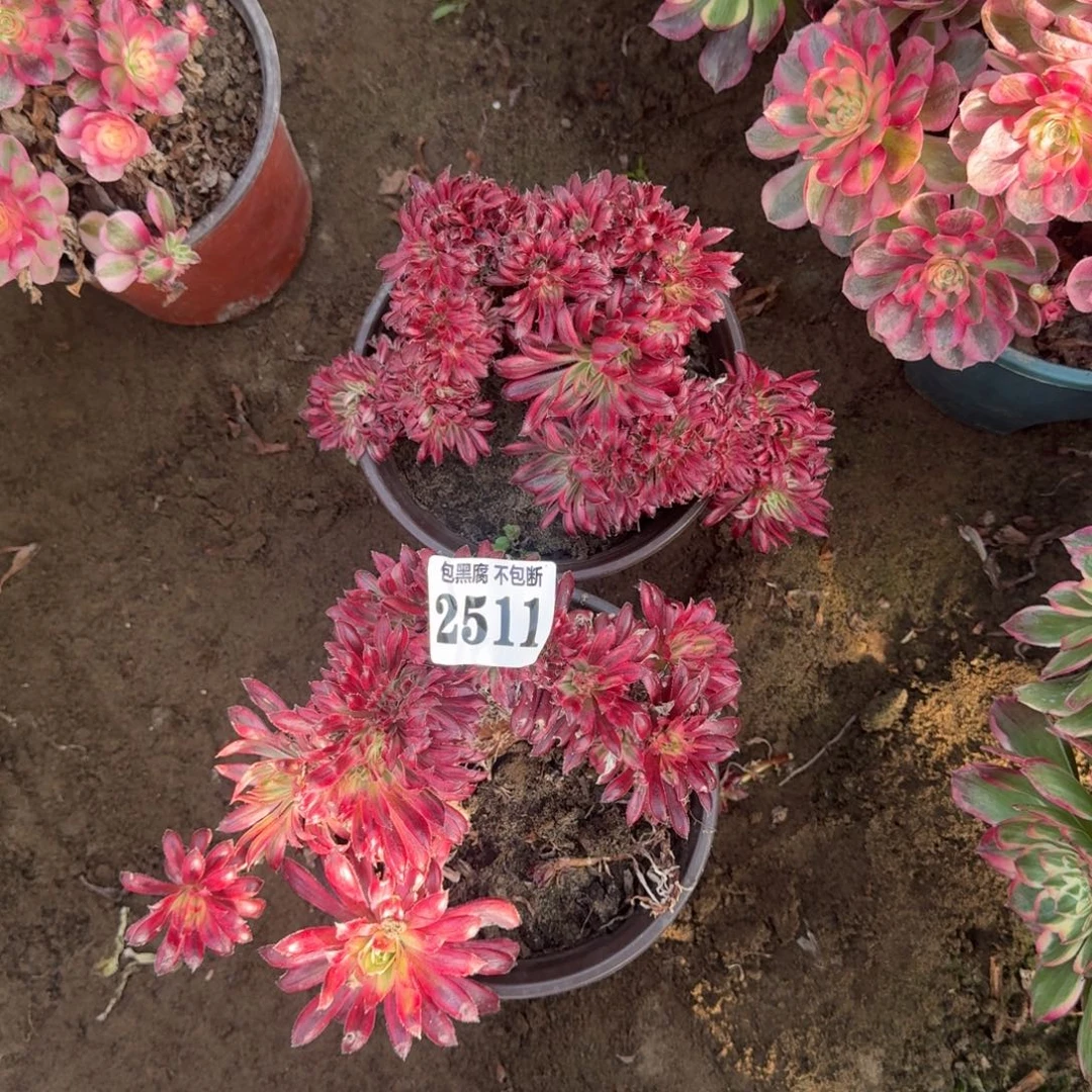 @***r法师朱雀缀16-34 2511两颗