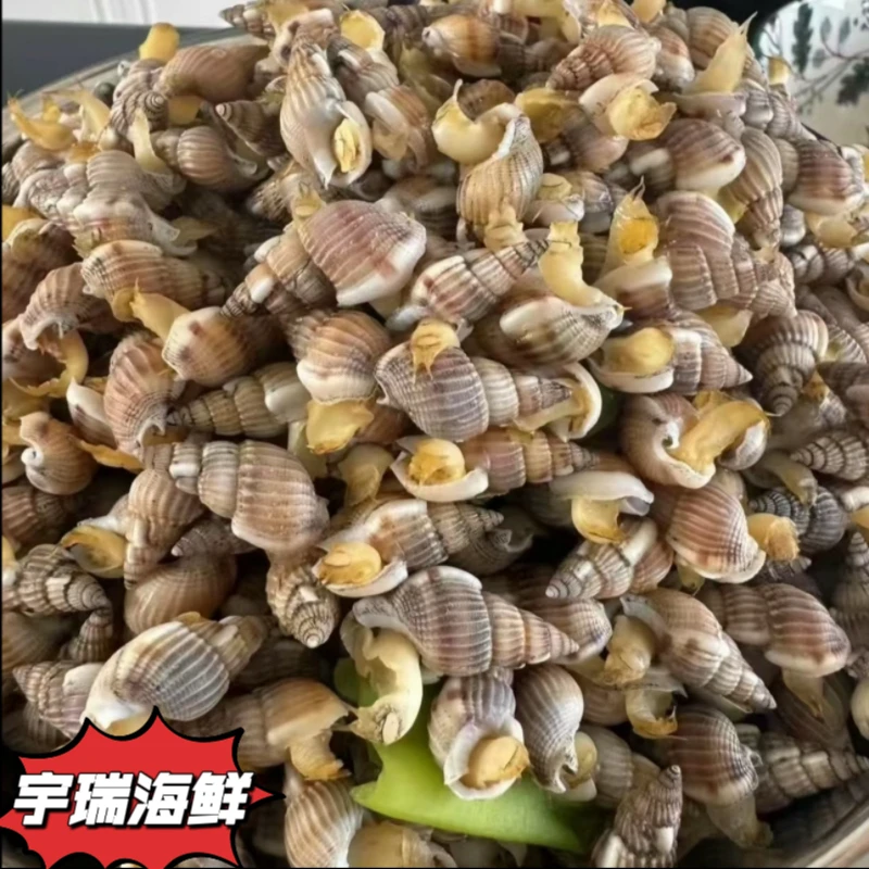 大规格300来粒海锥顺丰鲜活发货