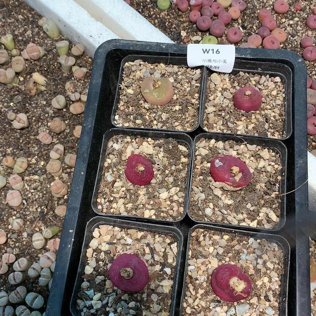 .***.W16多肉植物保护研究所