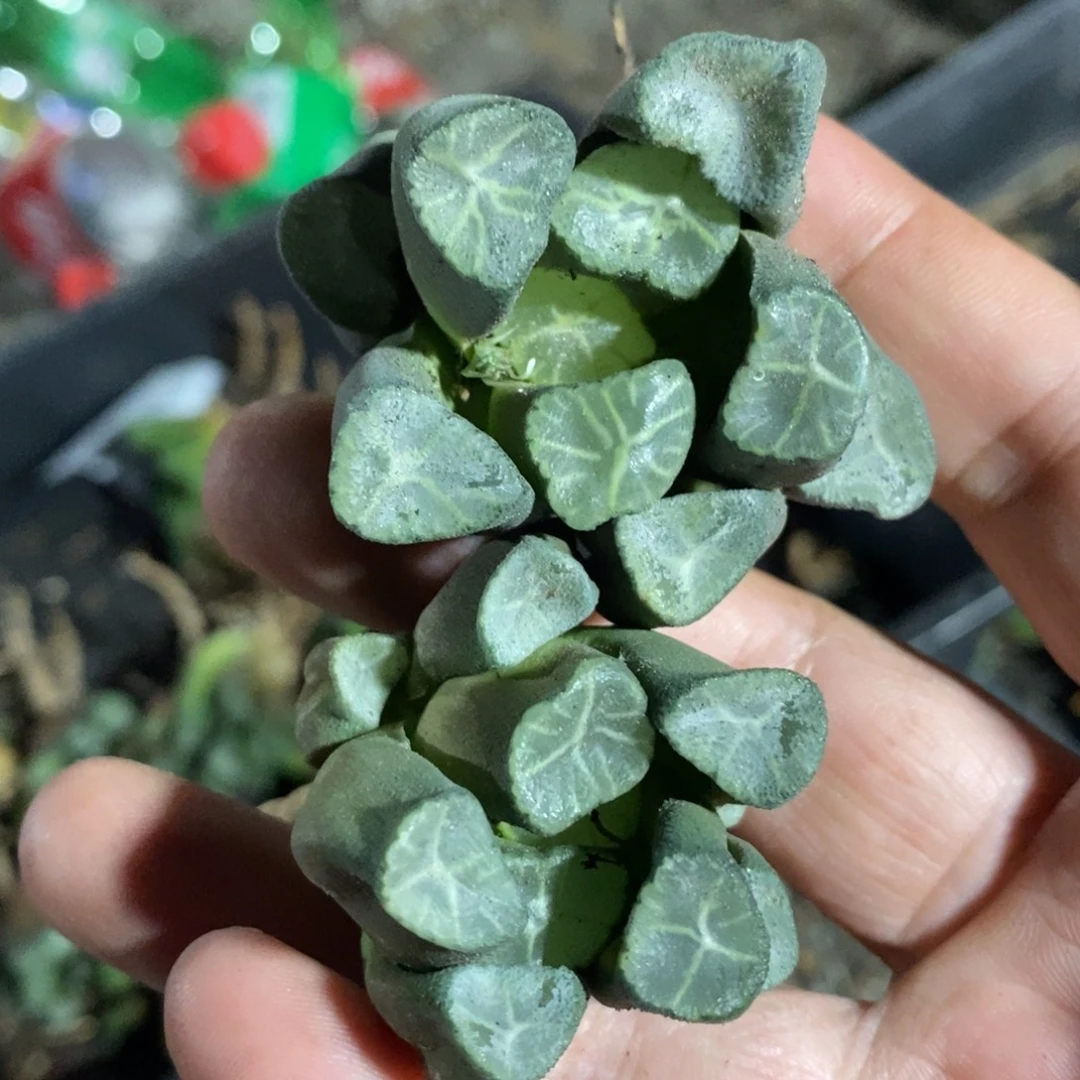 2503 一颗实生超美万象