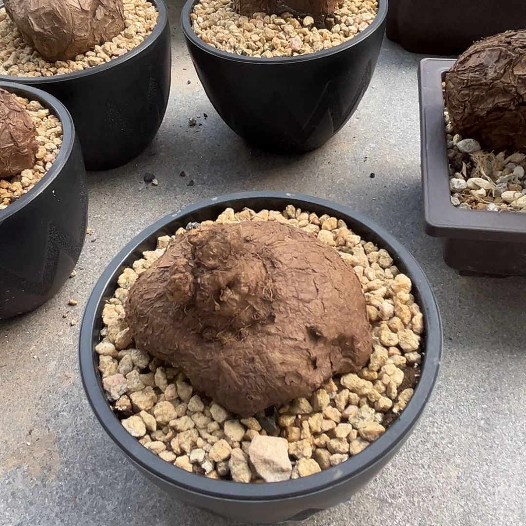 汤圆植物一叶龟原价300