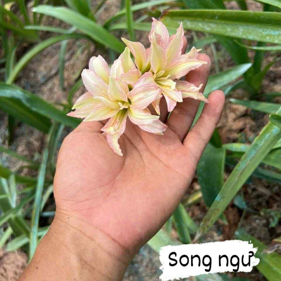 S孤挺花园 双鱼座（DT）裸球